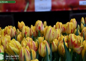 Tulipa Monsella (3)